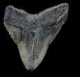 Large, Megalodon Tooth - South Carolina #36241-4